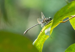 Burmagomphus vermicularis