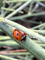 Coccinella septempunctata