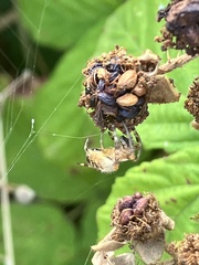 Araneus diadematus
