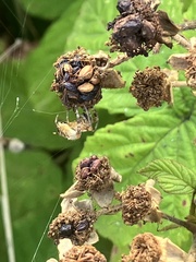 Araneus diadematus