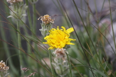 Agoseris glauca