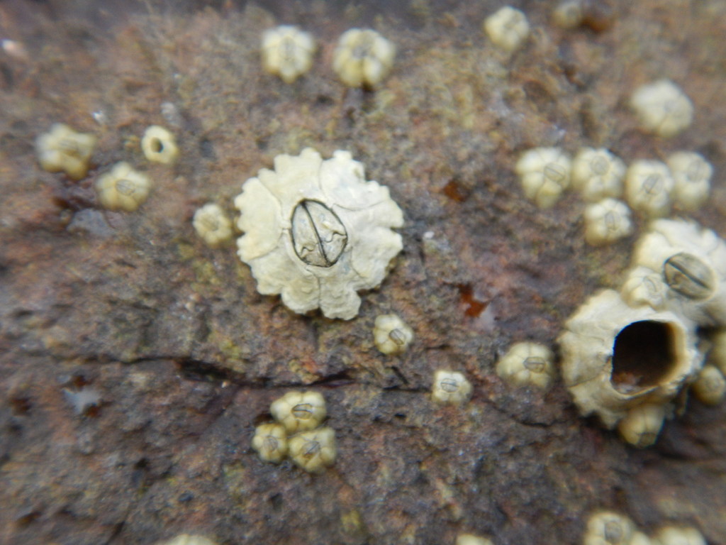 Chthamalus southwardorum