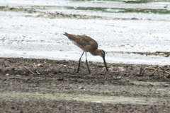 Limosa limosa