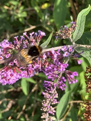 Bombus terrestris