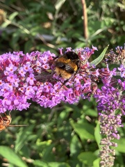 Bombus terrestris