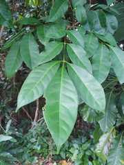 Dysoxylum arborescens