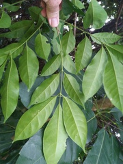 Dysoxylum arborescens