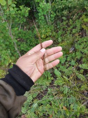 Achnatherum confusum