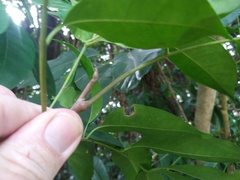 Dysoxylum arborescens