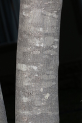 Strychnos madagascariensis