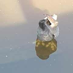 Fulica atra