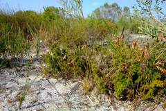 Thamnochortus fruticosus