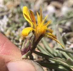 Pyrrocoma apargioides