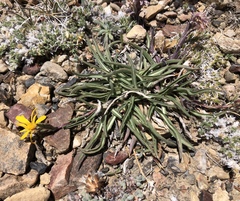 Pyrrocoma apargioides