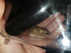 Perognathus