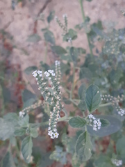 Heliotropium europaeum