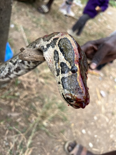 African Rock Python