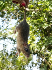 Gerbilliscus leucogaster