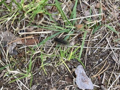 Diacrisia sannio