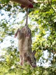 Gerbilliscus leucogaster