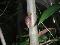 Lissachatina fulica