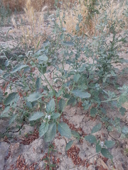 Heliotropium europaeum