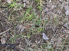 Diacrisia sannio