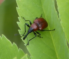 Merhynchites bicolor