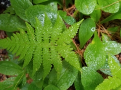 Phegopteris
