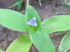 Cyanotis cristata