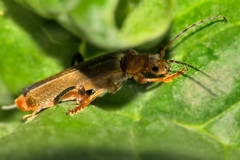 Cantharis livida