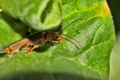 Cantharis livida