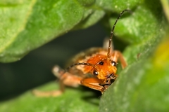 Cantharis livida