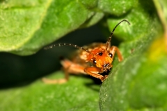 Cantharis livida