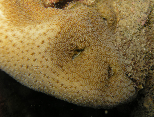 Pavona duerdeni observed 2022-04-14