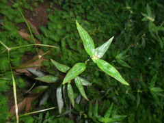 Spermacoce remota
