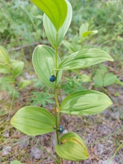 Polygonatum humile