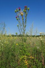 Cirsium vulgare