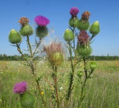 Cirsium vulgare