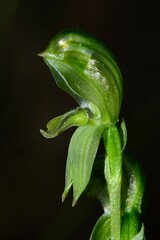 Pterostylis smaragdyna