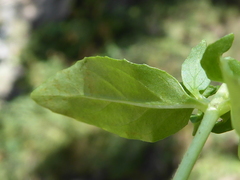 Epilobium alsinifolium