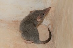 Crocidura cyanea
