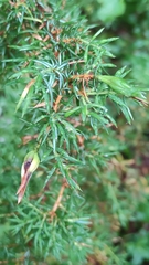 Oligotrophus juniperinus