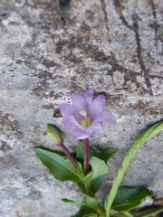 Epilobium alsinifolium