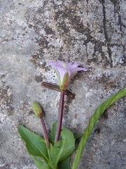 Epilobium alsinifolium