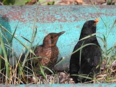 Turdus merula