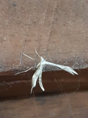 Platyptilia celidotus