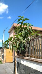 Ficus callosa
