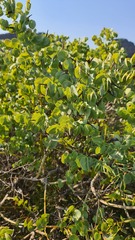 Rafnia amplexicaulis