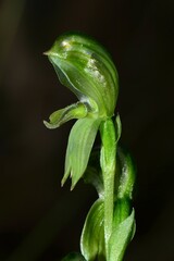 Pterostylis smaragdyna